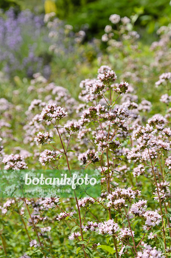 498006 - Origan commun (Origanum vulgare)