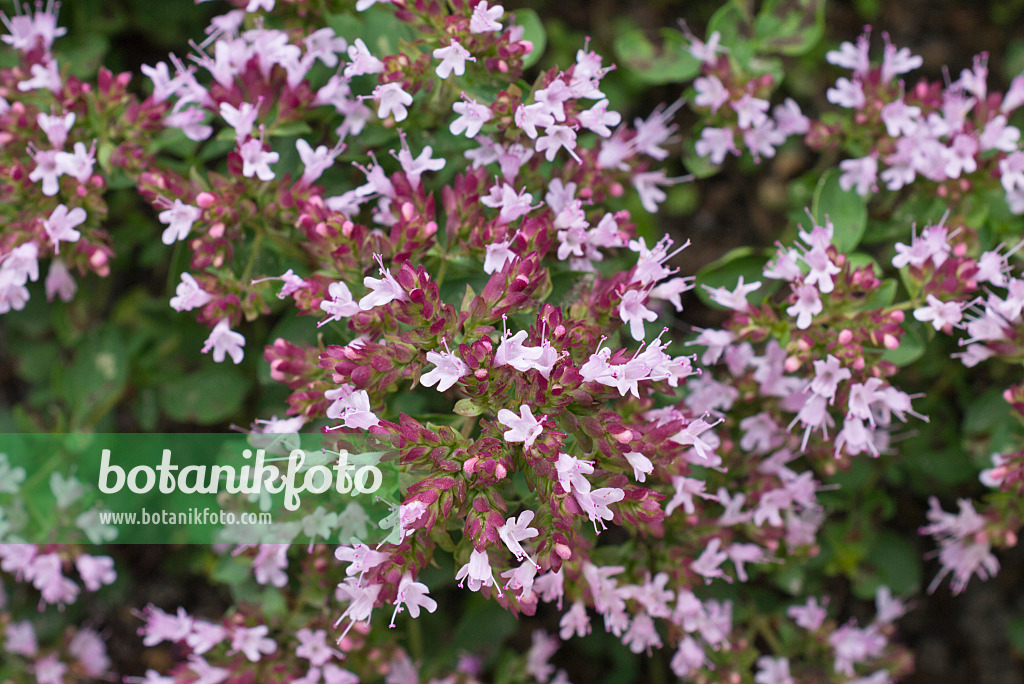 559130 - Origan commun (Origanum vulgare 'Compactum')