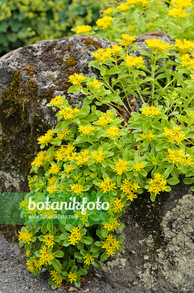 521173 - Orpin du Kamtchatka (Sedum kamtschaticum syn. Phedimus kamtschaticus)