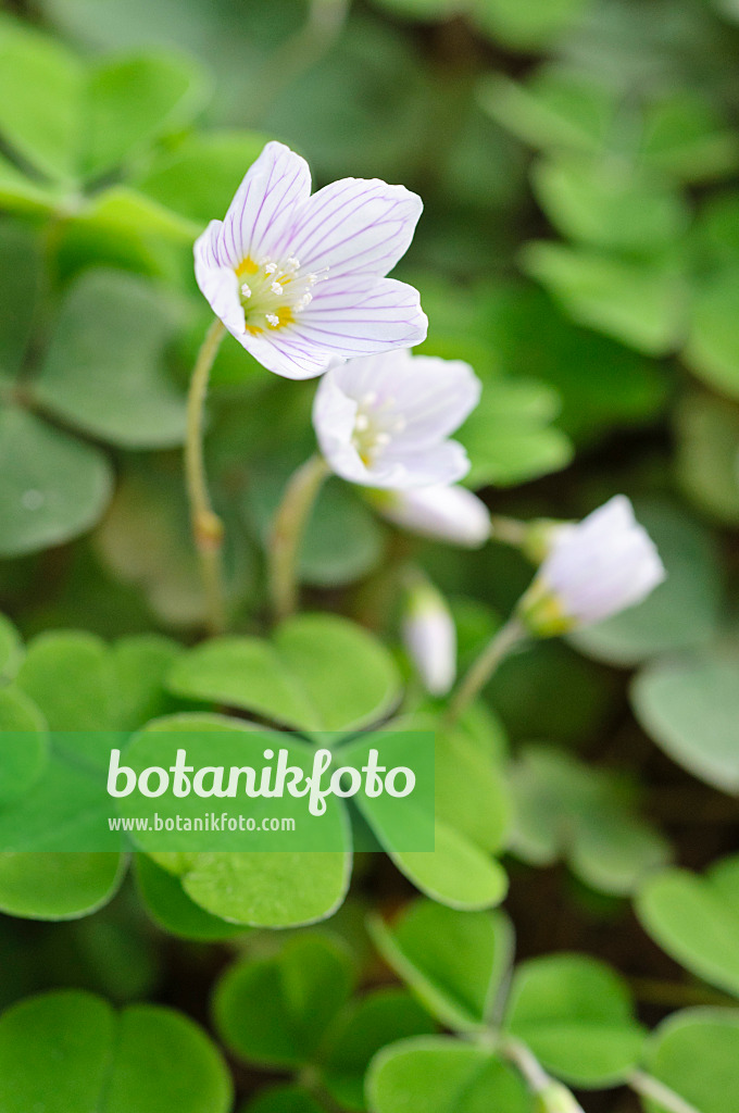 471105 - Oseille des bois (Oxalis acetosella)