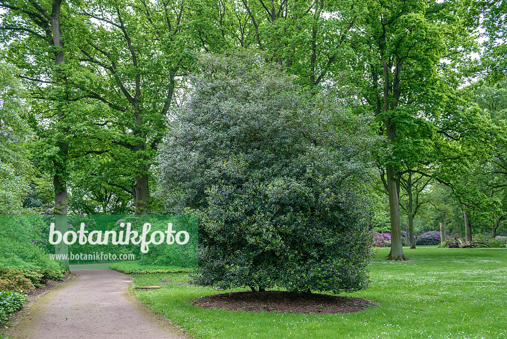 558171 - Osmanthe à feuilles de houx (Osmanthus heterophyllus)