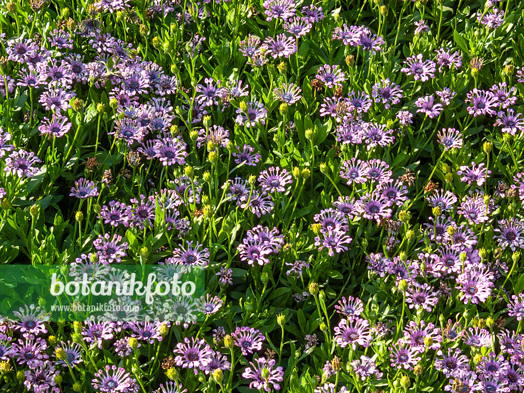 416055 - Ostéosperme (Osteospermum ecklonis 'Nasinga Purple' syn. Dimorphotheca ecklonis 'Nasinga Purple')