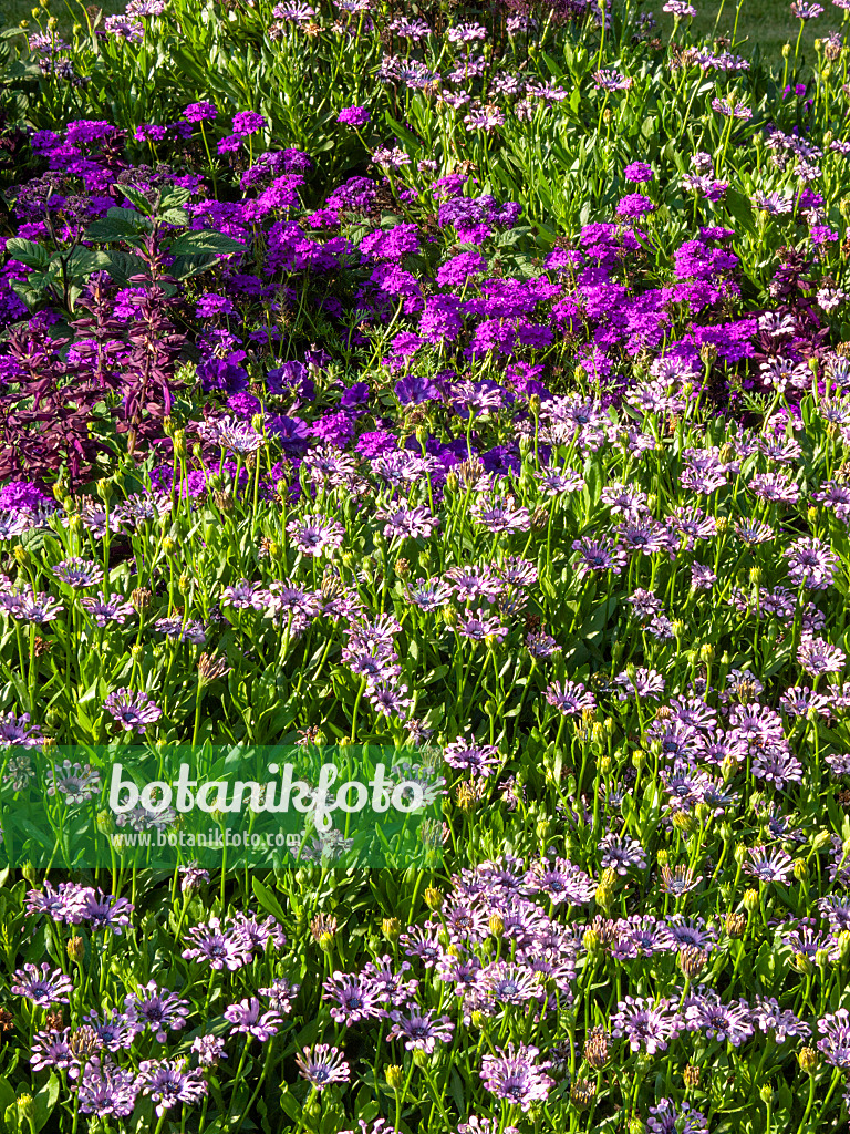 416056 - Ostéosperme (Osteospermum ecklonis 'Nasinga Purple' syn. Dimorphotheca ecklonis 'Nasinga Purple')