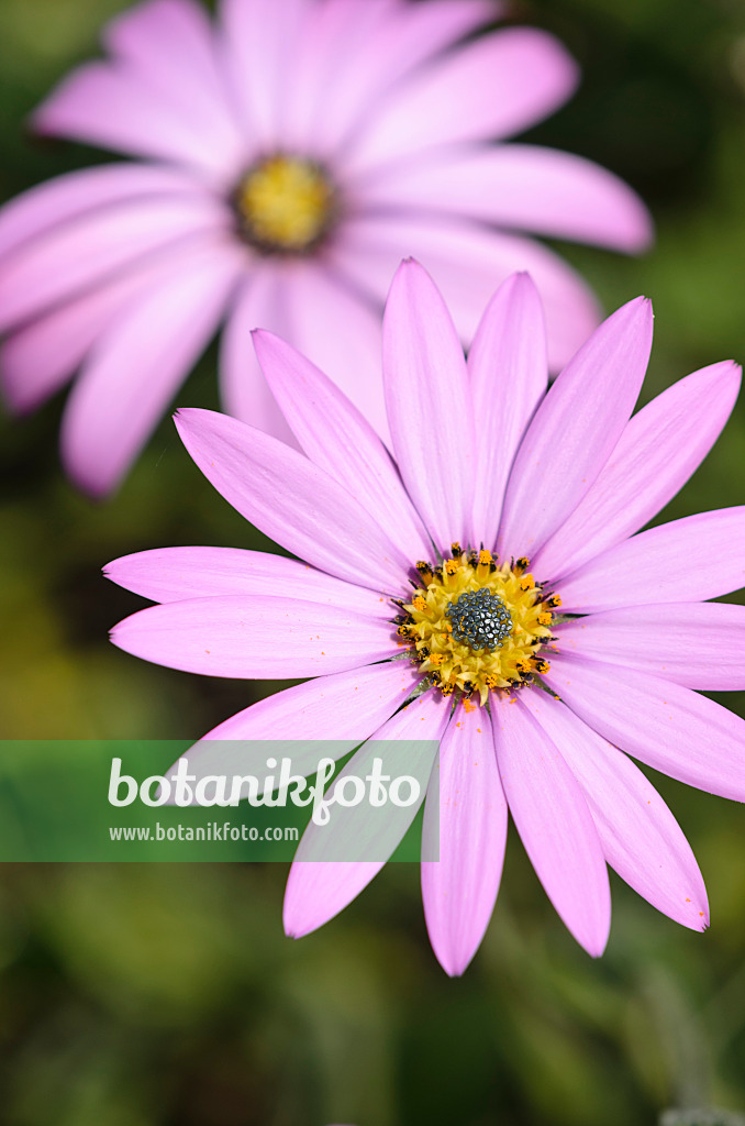 533295 - Ostéosperme (Osteospermum jucundum)