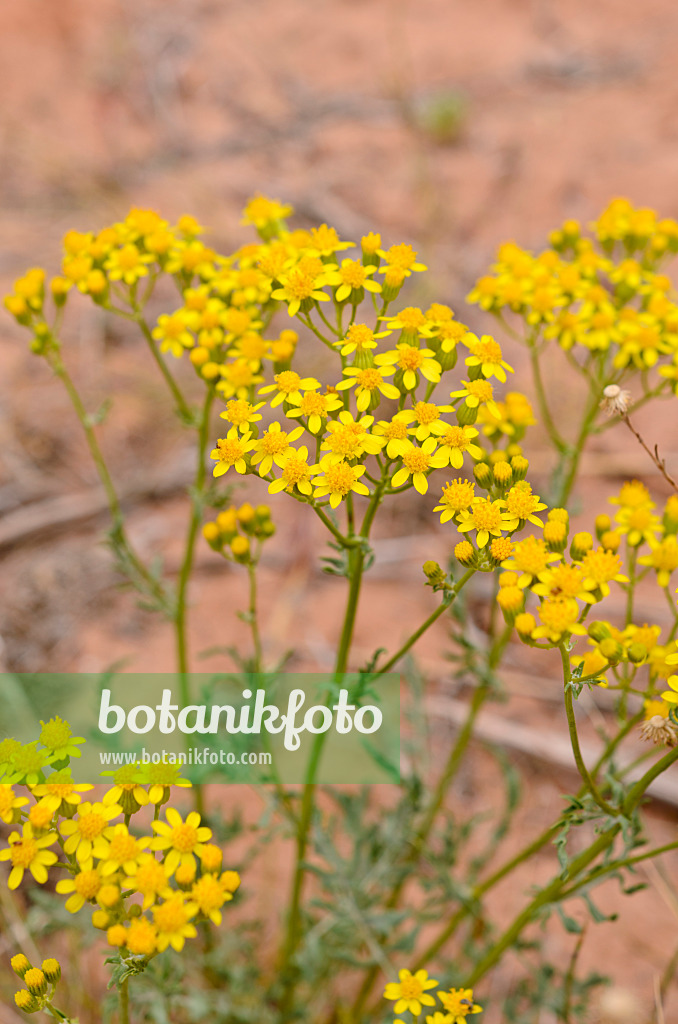 508299 - Packera multilobata syn. Senecio multilobatus