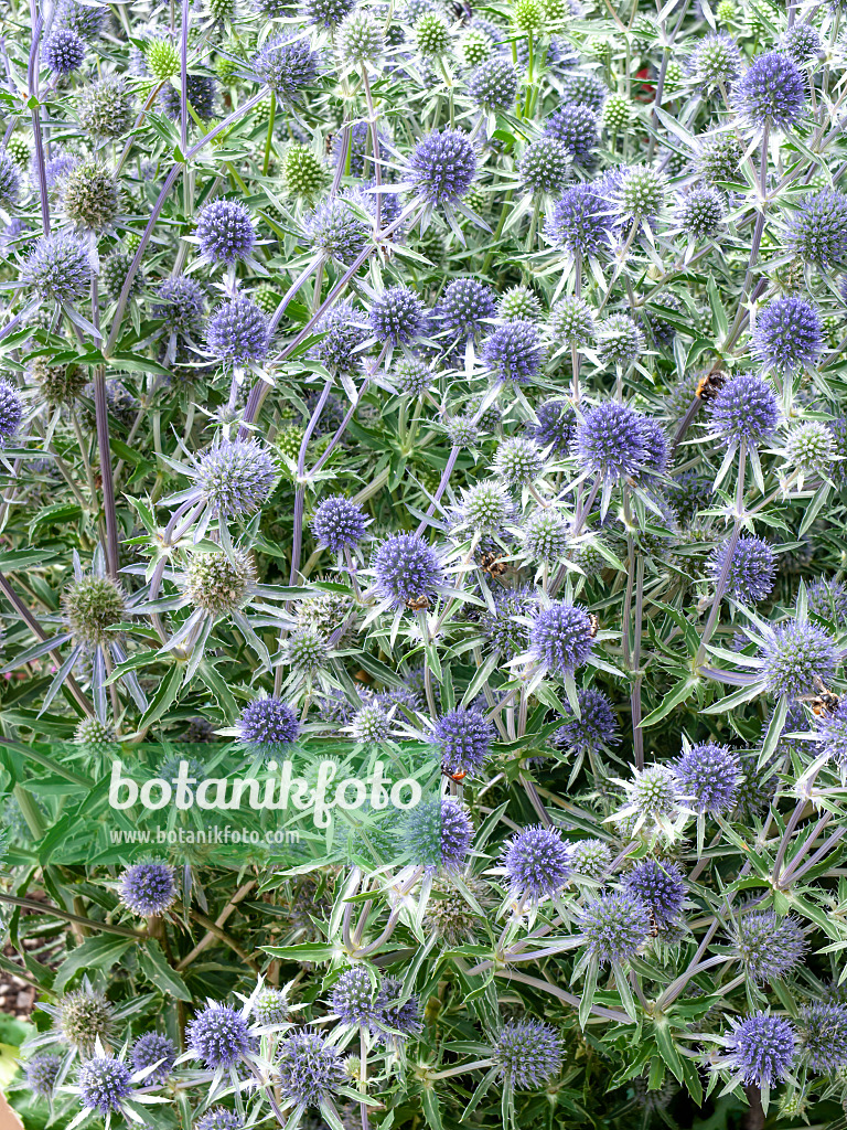 450014 - Panicaut à feuilles mutiques (Eryngium planum)