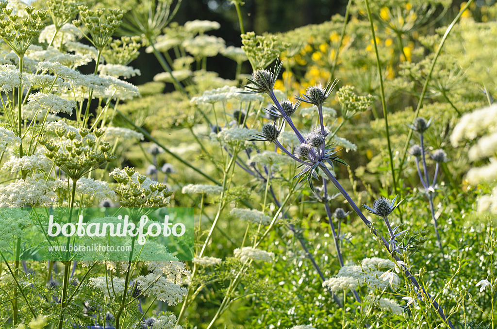 497283 - Panicaut de Bourgat (Eryngium bourgatii) et Ligusticum lucidum