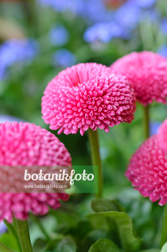 471129 - Pâquerette vivace (Bellis perennis)