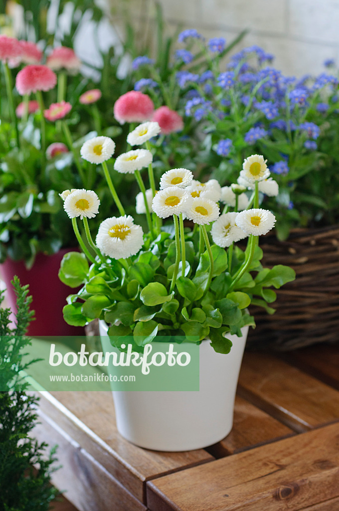 483286 - Pâquerette vivace (Bellis perennis)