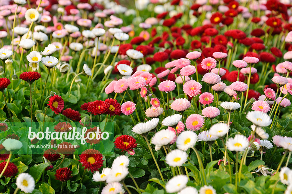 484270 - Pâquerette vivace (Bellis perennis)