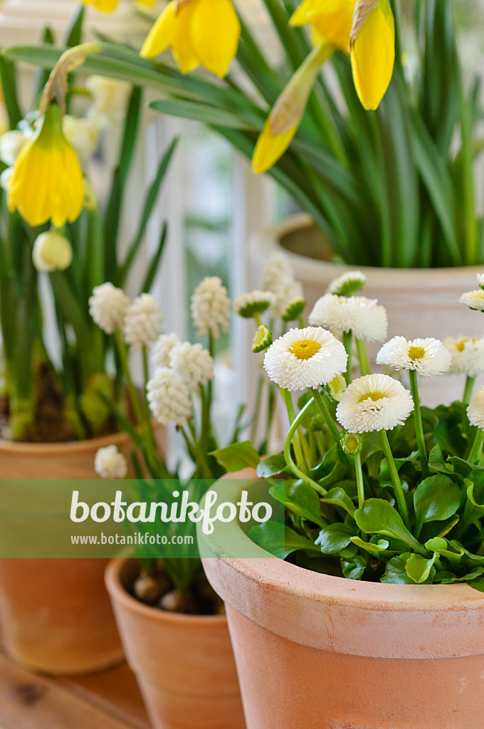 483184 - Pâquerette vivace (Bellis perennis), muscari d'Arménie (Muscari armeniacum 'White Magic') et narcisse jaune (Narcissus pseudonarcissus)