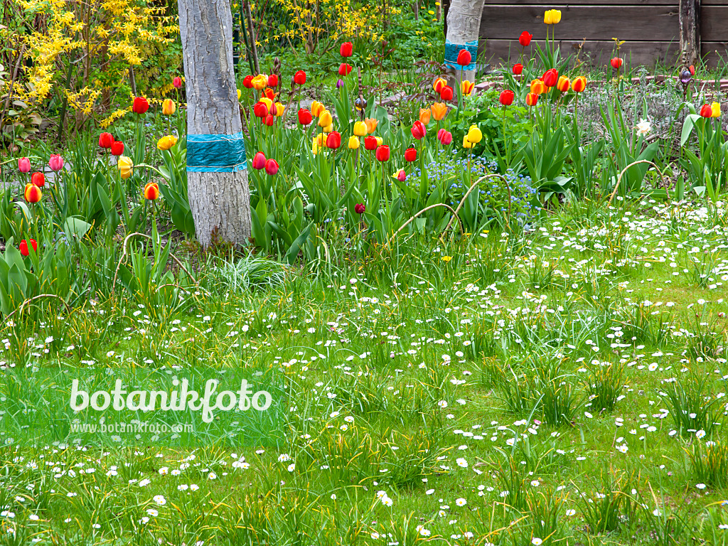 483337 - Pâquerettes vivaces (Bellis perennis) et tulipes (Tulipa)