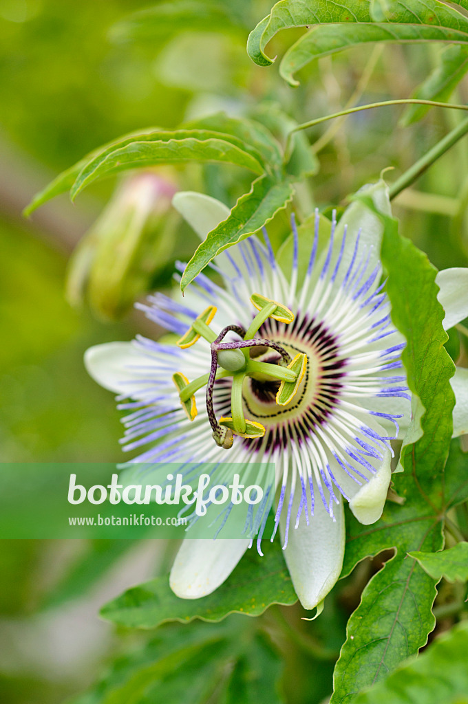 475166 - Passiflore bleue (Passiflora caerulea)