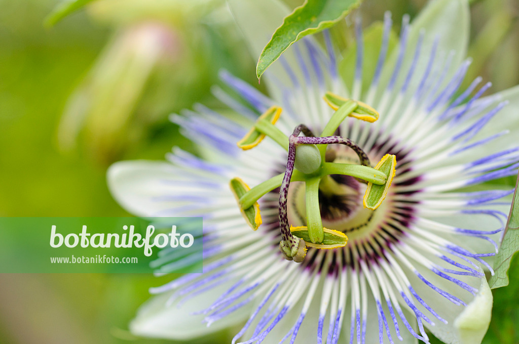 475167 - Passiflore bleue (Passiflora caerulea)