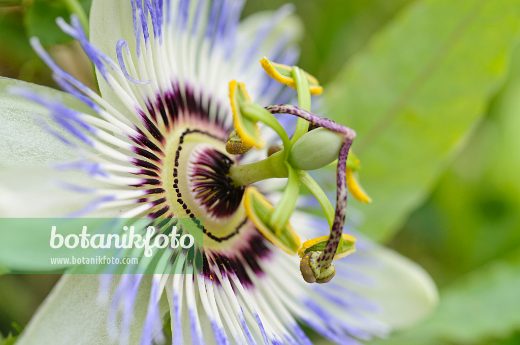 475168 - Passiflore bleue (Passiflora caerulea)