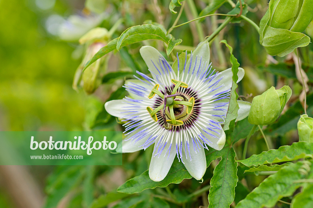 475169 - Passiflore bleue (Passiflora caerulea)