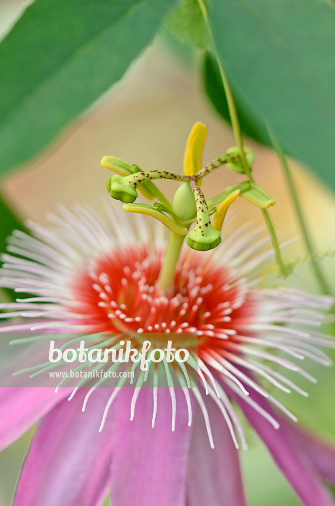 534394 - Passiflore (Passiflora Anastasia)