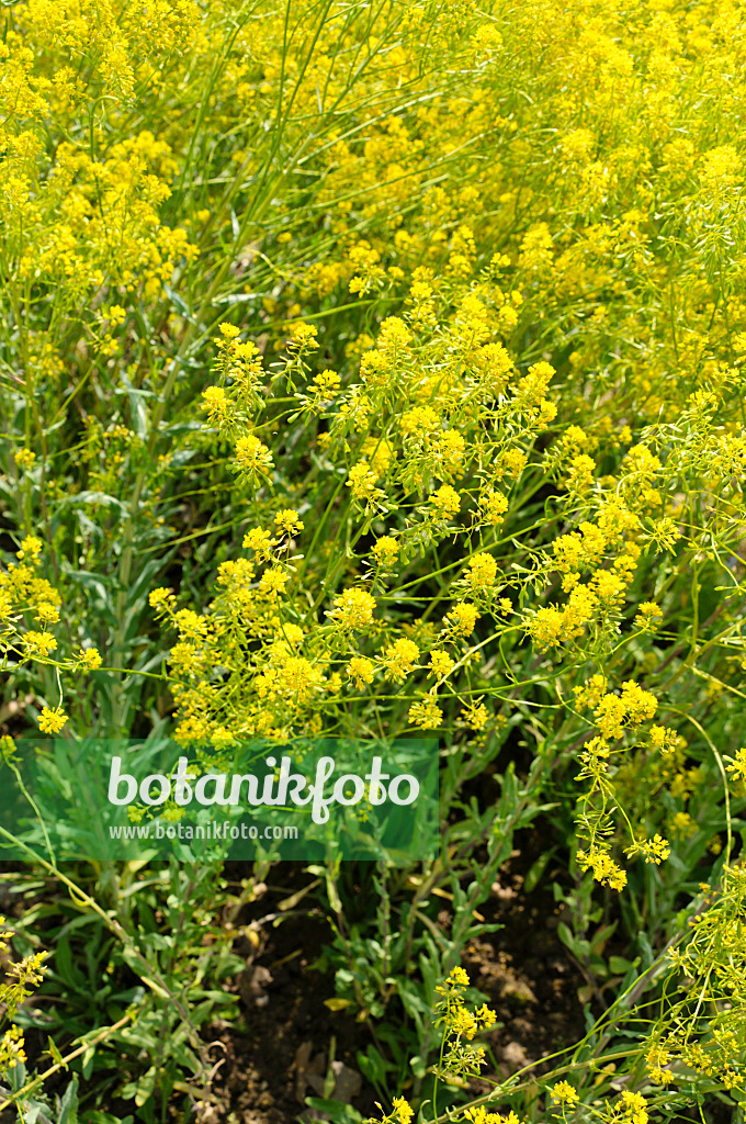 484286 - Pastel des teinturiers (Isatis tinctoria)