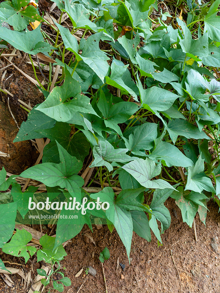 434185 - Patate douce (Ipomoea batatas)