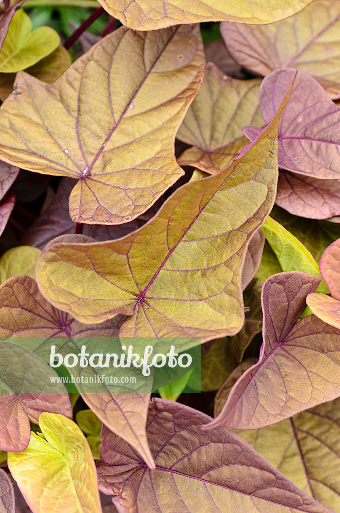 497027 - Patate douce (Ipomoea batatas 'Sweet Caroline Sweetheart Red')