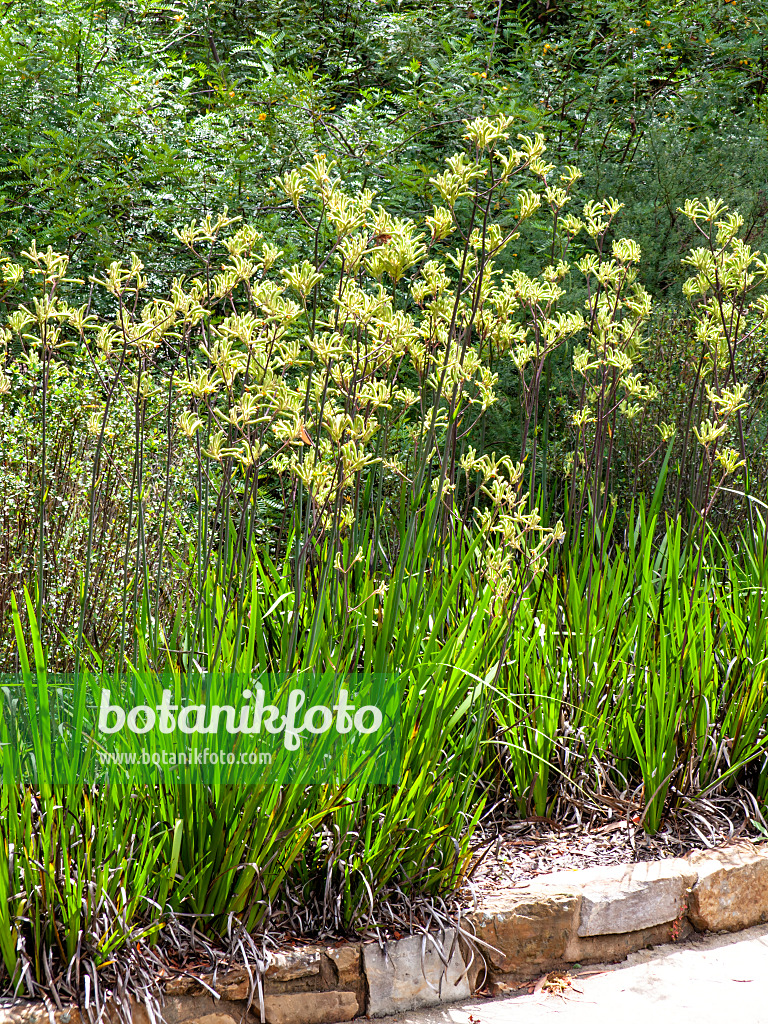 455288 - Pattes de kangourou (Anigozanthos flavidus)