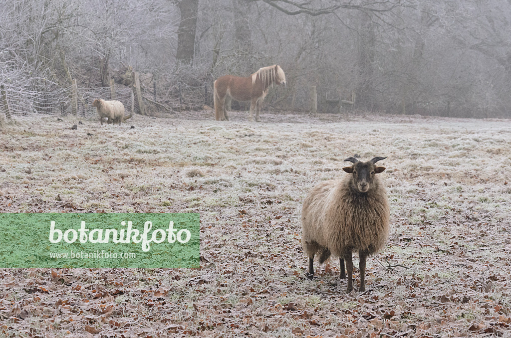 563016 - Pâturage avec des moutons et un cheval en hiver