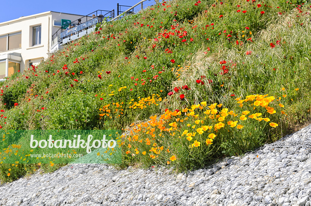 533241 - Pavot de Californie (Eschscholzia californica) et pavot (Papaver commutatum)