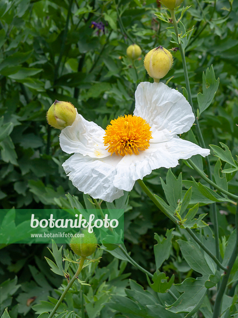 450016 - Pavot en arbre (Romneya coulteri)