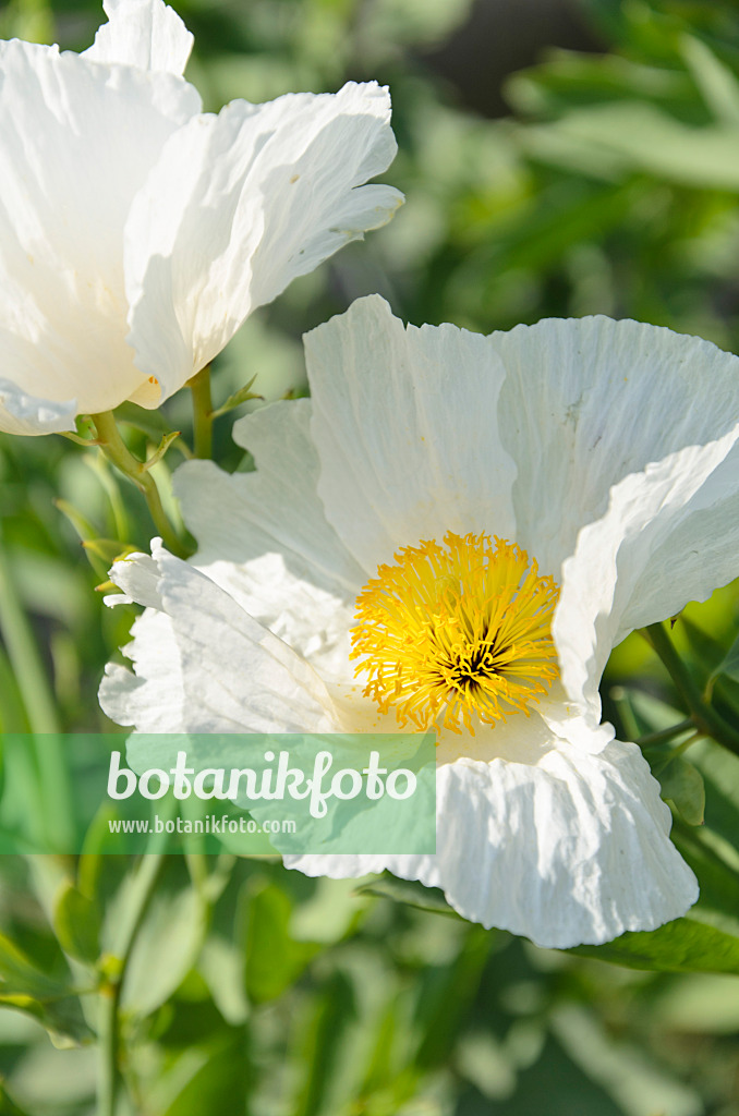 500104 - Pavot en arbre (Romneya coulteri)