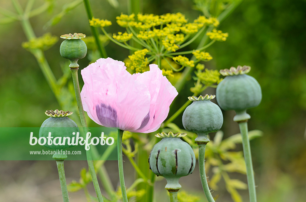 521349 - Pavot somnifère (Papaver somniferum)