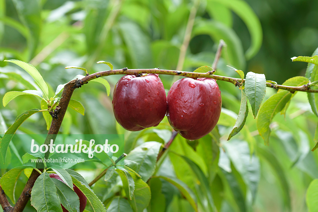 575250 - Pêcher (Prunus persica 'Big Bang')