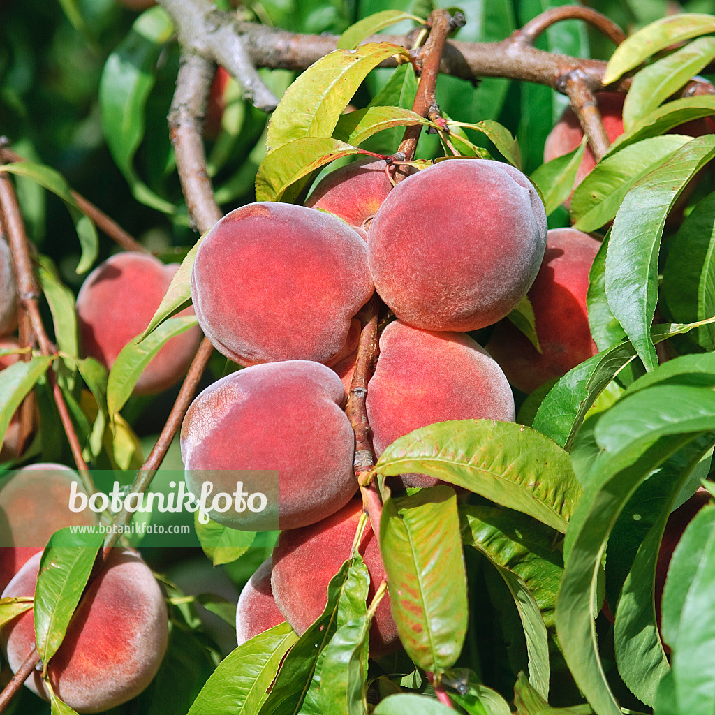 502384 - Pêcher (Prunus persica 'Red Haven')