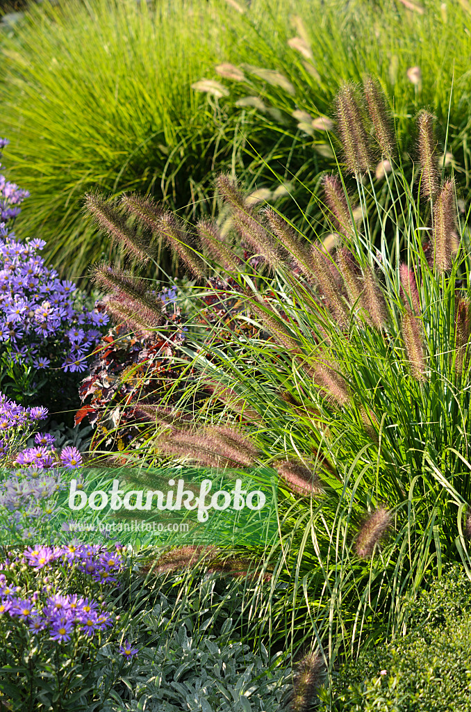 548005 - Pennisetum alopecuroides 'Hameln'