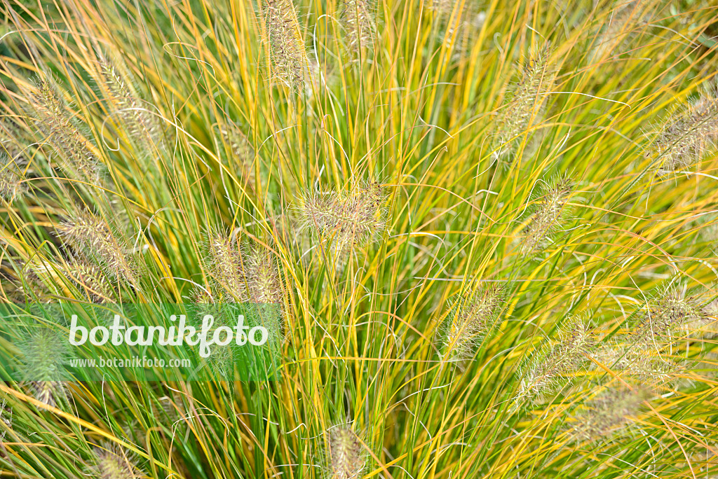 548122 - Pennisetum alopecuroides 'Hameln'