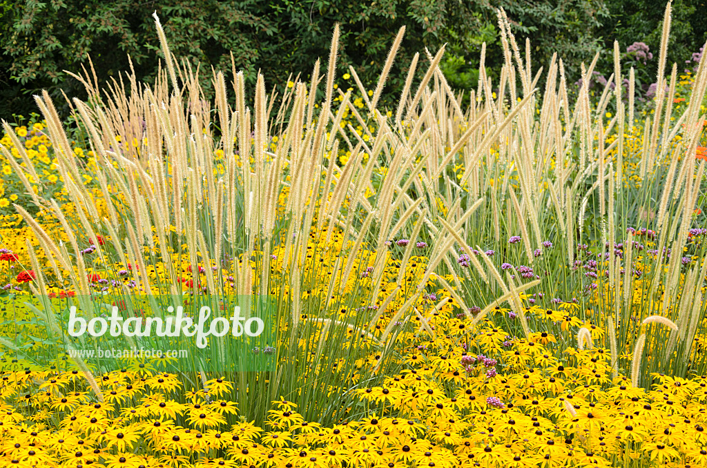 535107 - Pennisetum macrourum 'White Lancer' et rudbeckie (Rudbeckia fulgida)