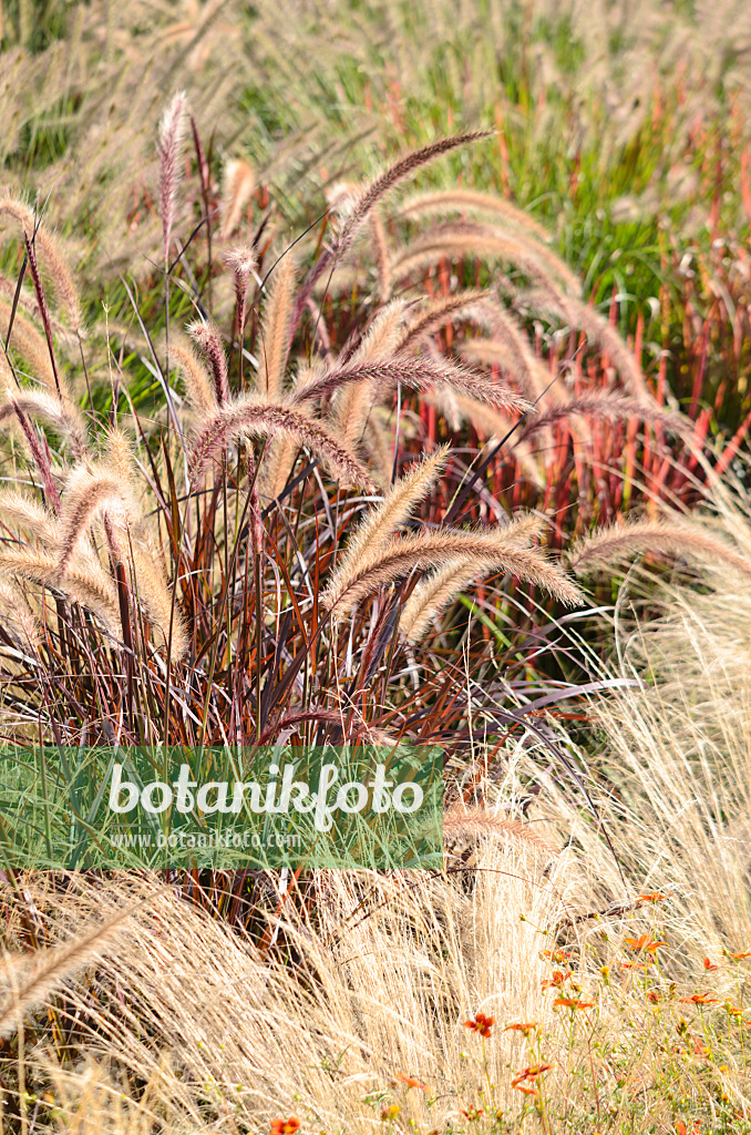 548158 - Pennisetum setaceum 'Rubrum' et cheveux d'ange (Nassella tenuissima syn. Stipa tenuissima)