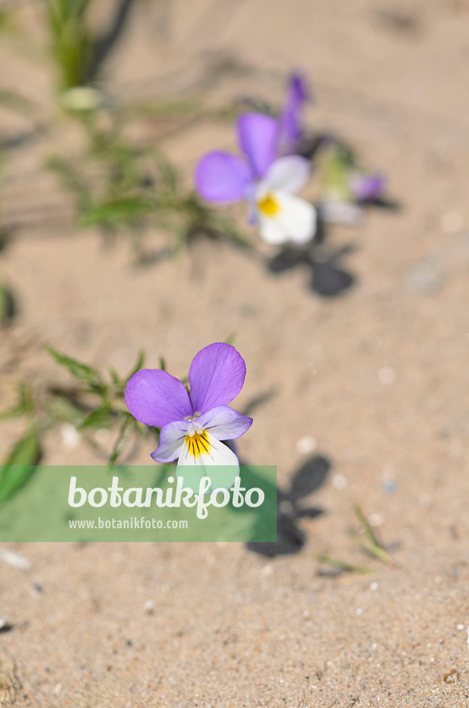 533586 - Pensée de Curtis (Viola tricolor subsp. curtisii)