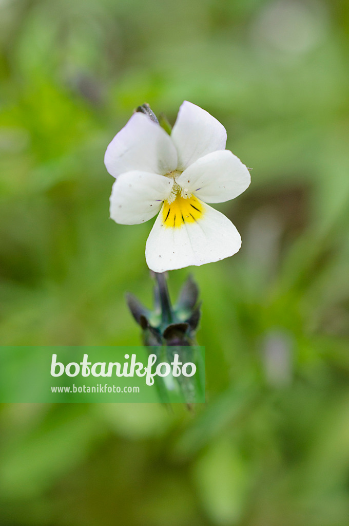 484121 - Pensée des champs (Viola arvensis)