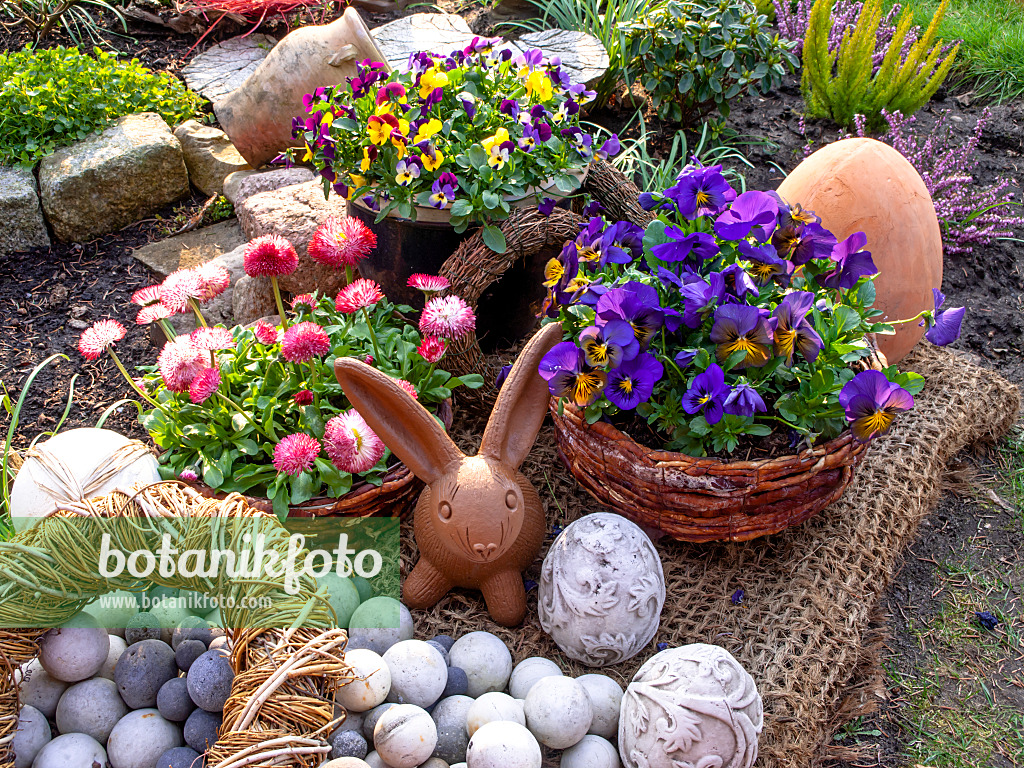 447089 - Pensées à corne (Viola cornuta) et pâquerettes vivaces (Bellis perennis) avec un lapin de Pâques