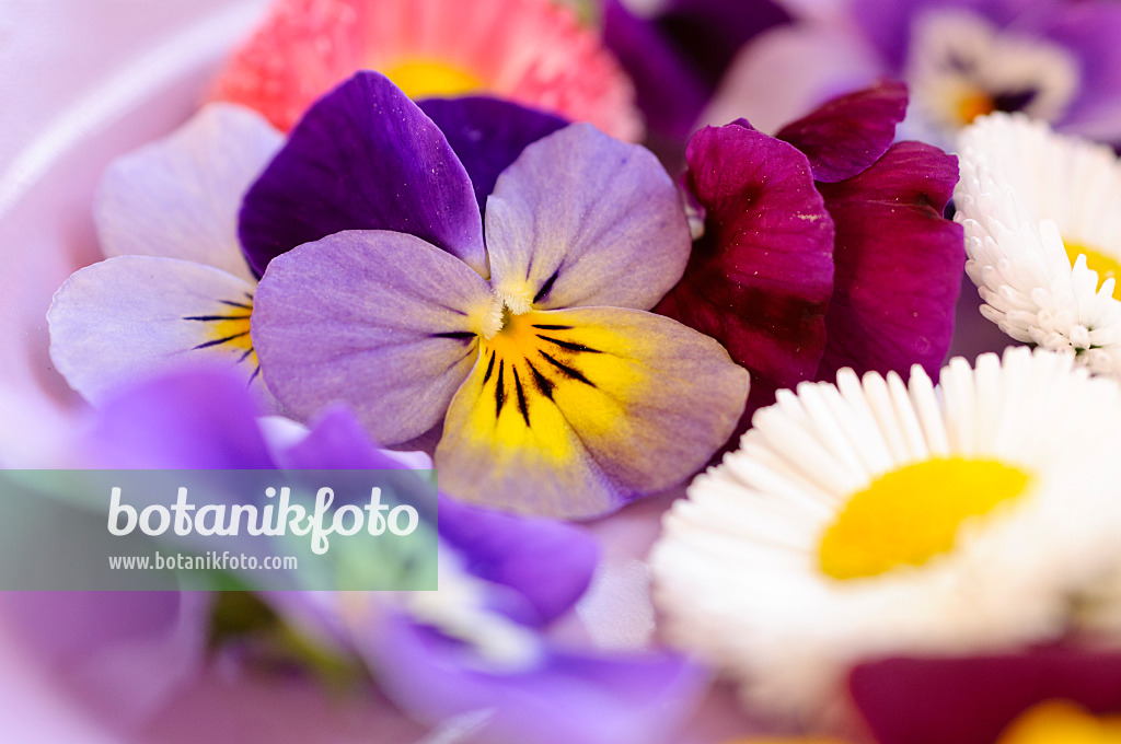 484229 - Pensées à corne (Viola cornuta) et pâquerettes vivaces (Bellis perennis), fleurs coupées sur une assiette