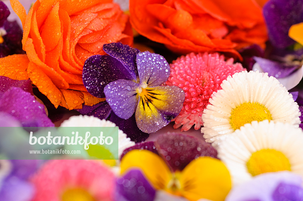 484231 - Pensées à corne (Viola cornuta), pâquerettes vivaces (Bellis perennis) et renoncule des fleuristes (Ranunculus asiaticus 'Gambit Mix'), fleurs coupées sur une assiette