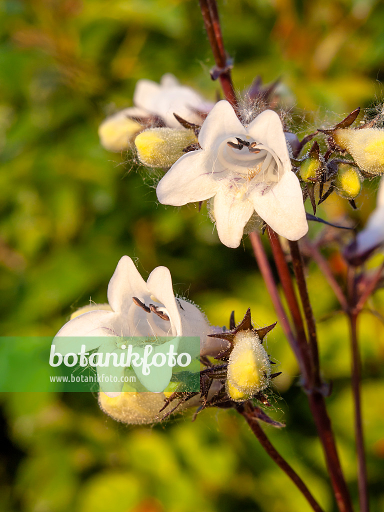 438251 - Penstemon digitalis 'Husker's Red'