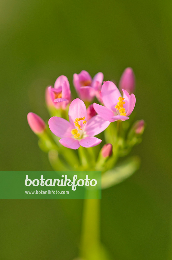 534229 - Petite-centaurée commune (Centaurium erythraea)