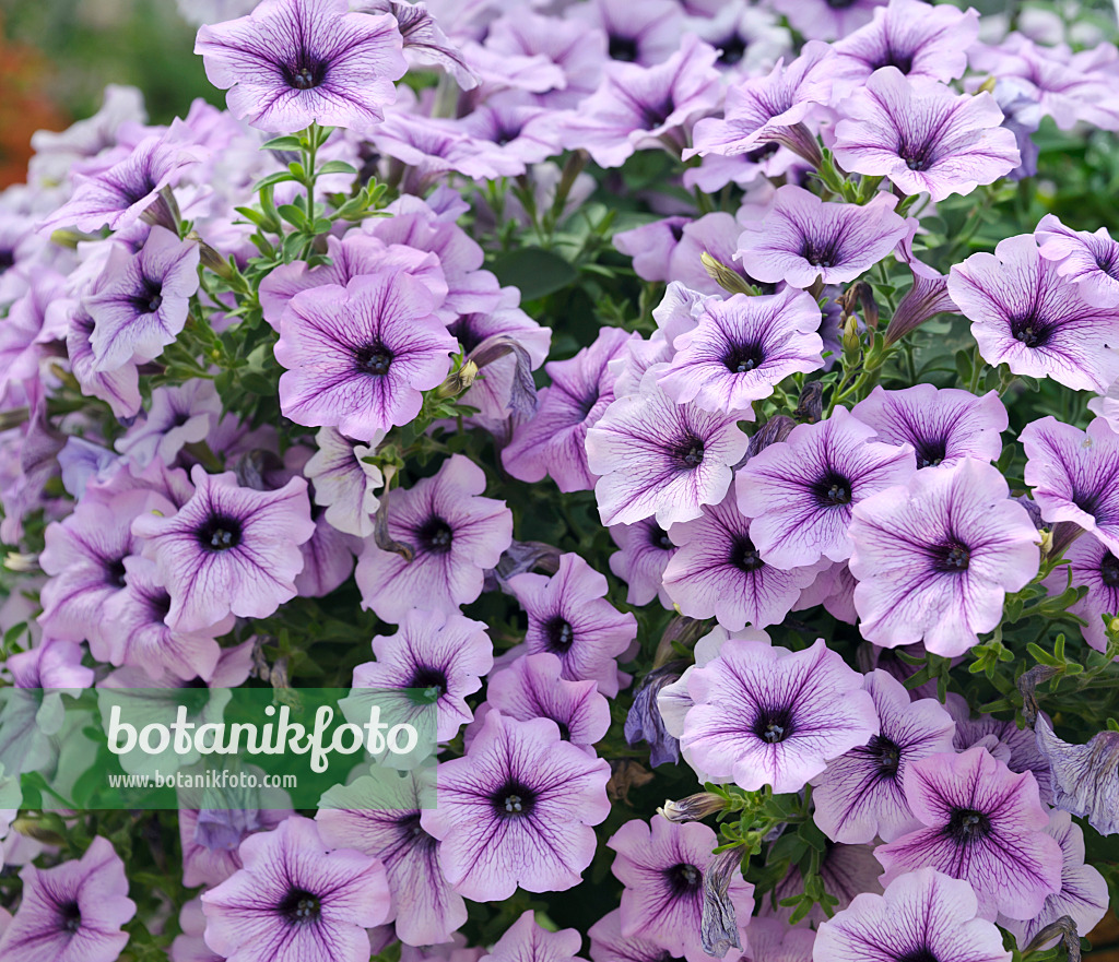 517094 - Pétunia (Petunia Happytoonia Blue Vein)