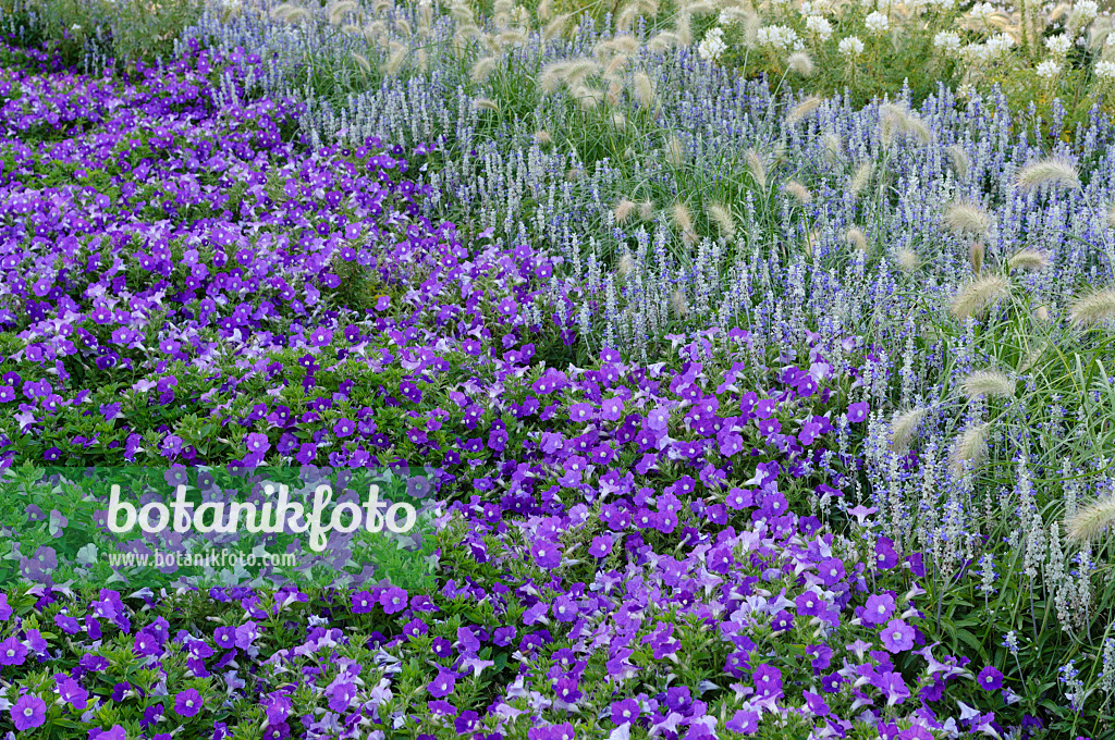 476245 - Pétunia (Petunia Surfinia Patio Lavender), sauge farineuse (Salvia farinacea) et herbe aux écouvillons (Pennisetum villosum)