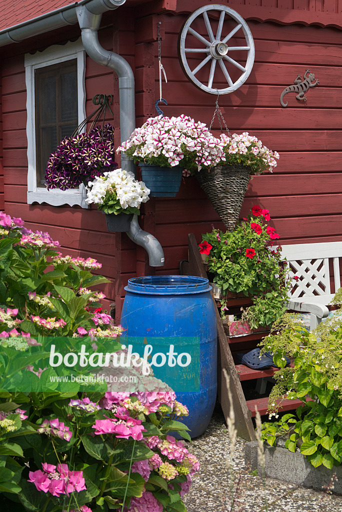 534264 - Pétunias (Petunia) et hortensias (Hydrangea) à côté d'un baril de pluie