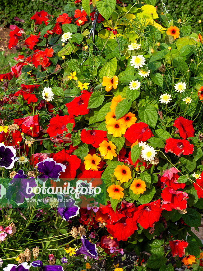 462053 - Pétunias (Petunia) et suzanne aux yeux noirs (Thunbergia alata)