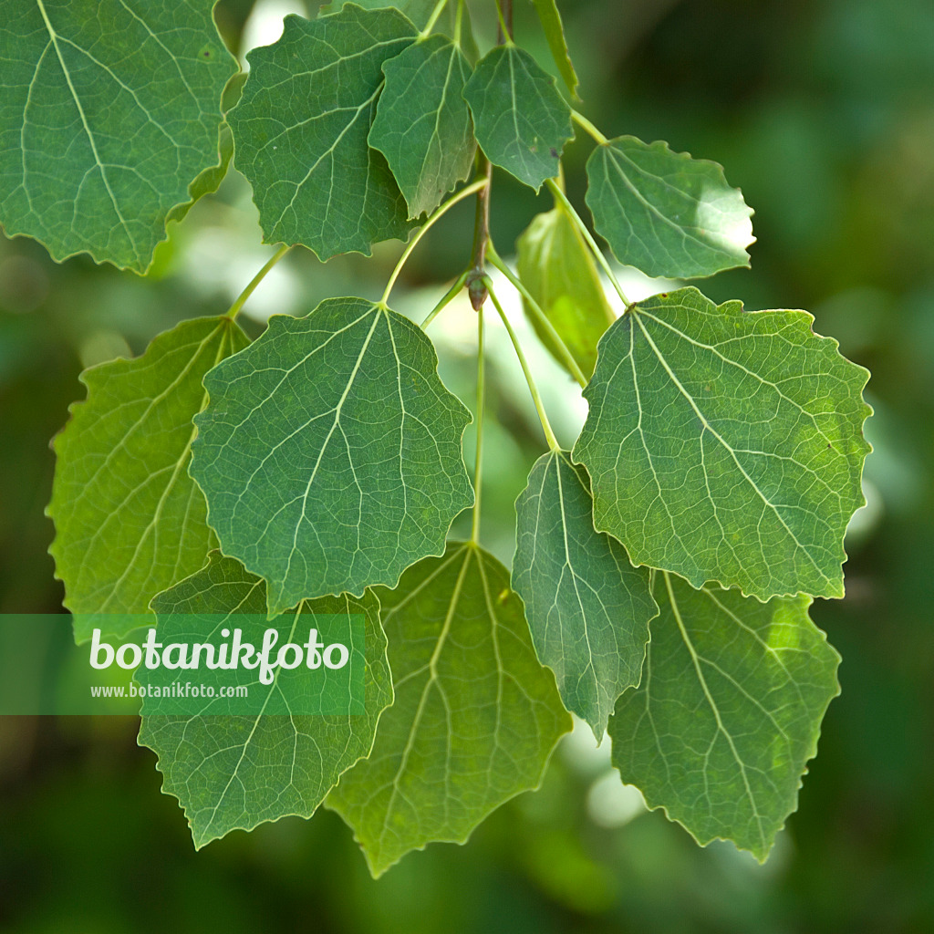 517210 - Peuplier tremble (Populus tremula)