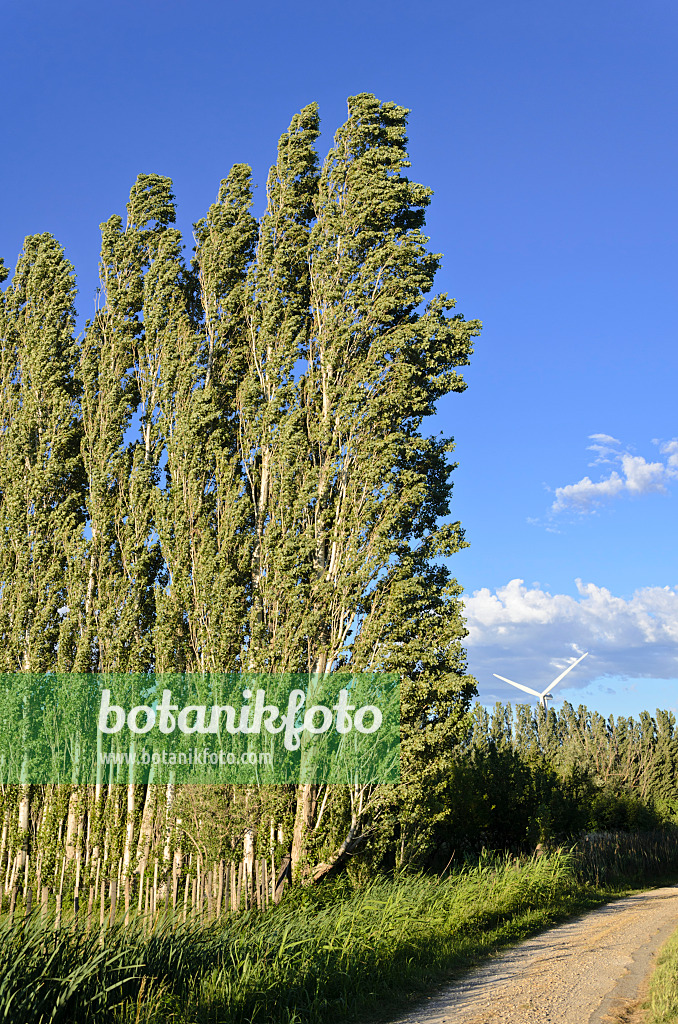 557109 - Peupliers (Populus) comme pare-vent, Camargue, France