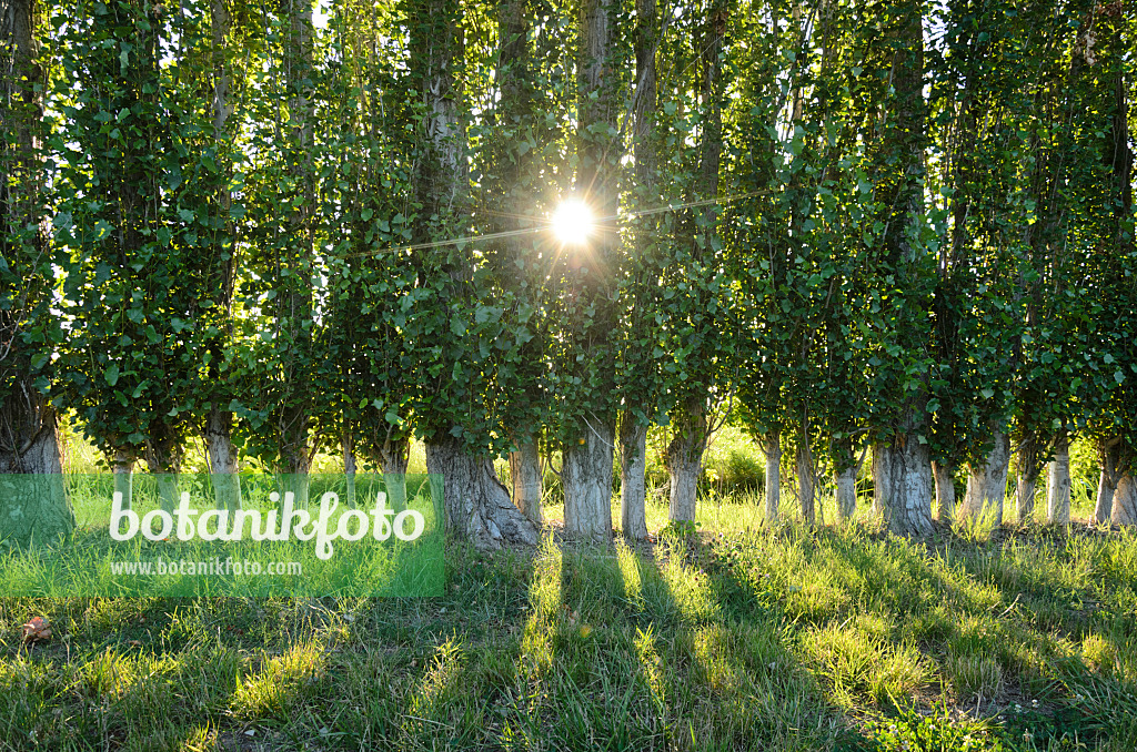 557258 - Peupliers (Populus) comme pare-vent, Camargue, France